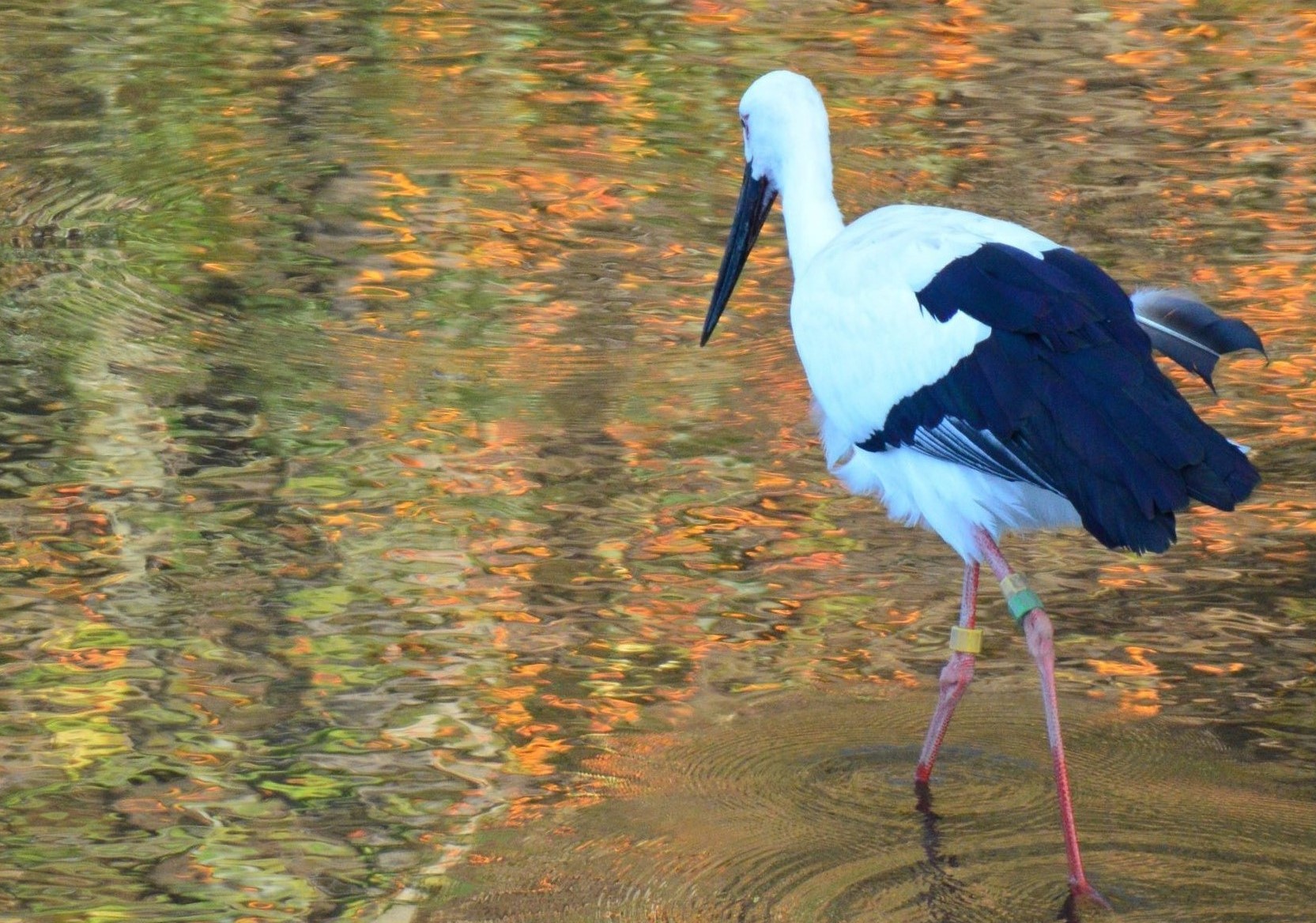 コウノトリの聖地