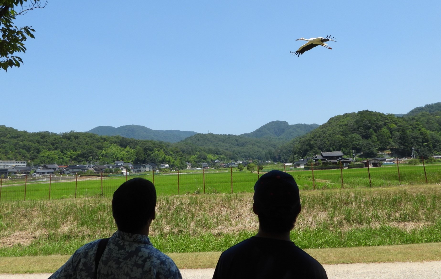 コウノトリの郷公園《見学》