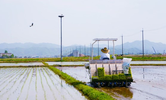 コウノトリ育む農法の学習とお米の収穫体験