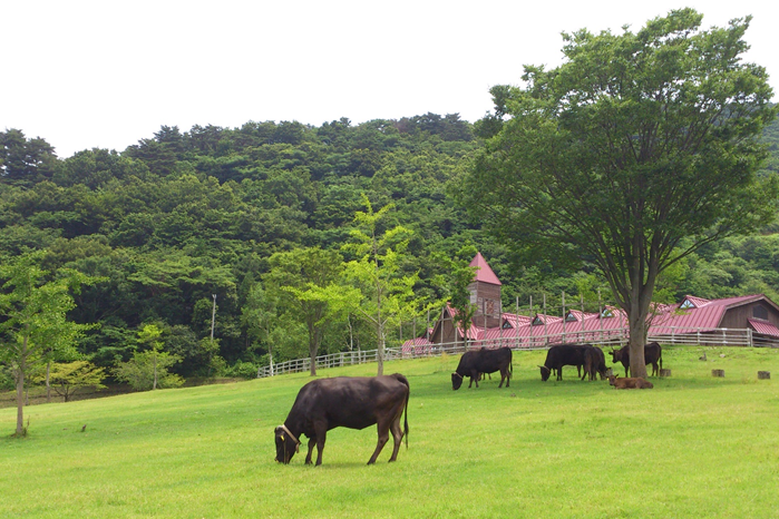 但馬牛（たじまうし）・神戸ビーフ