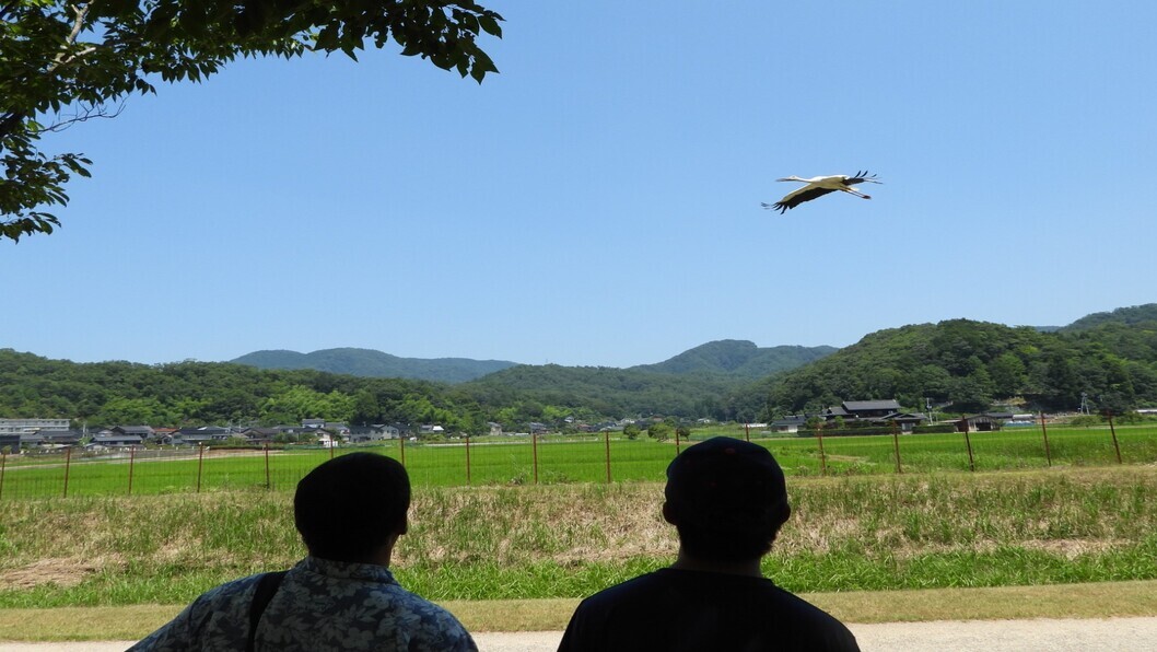 野生復帰したコウノトリが教える地域環境づくり