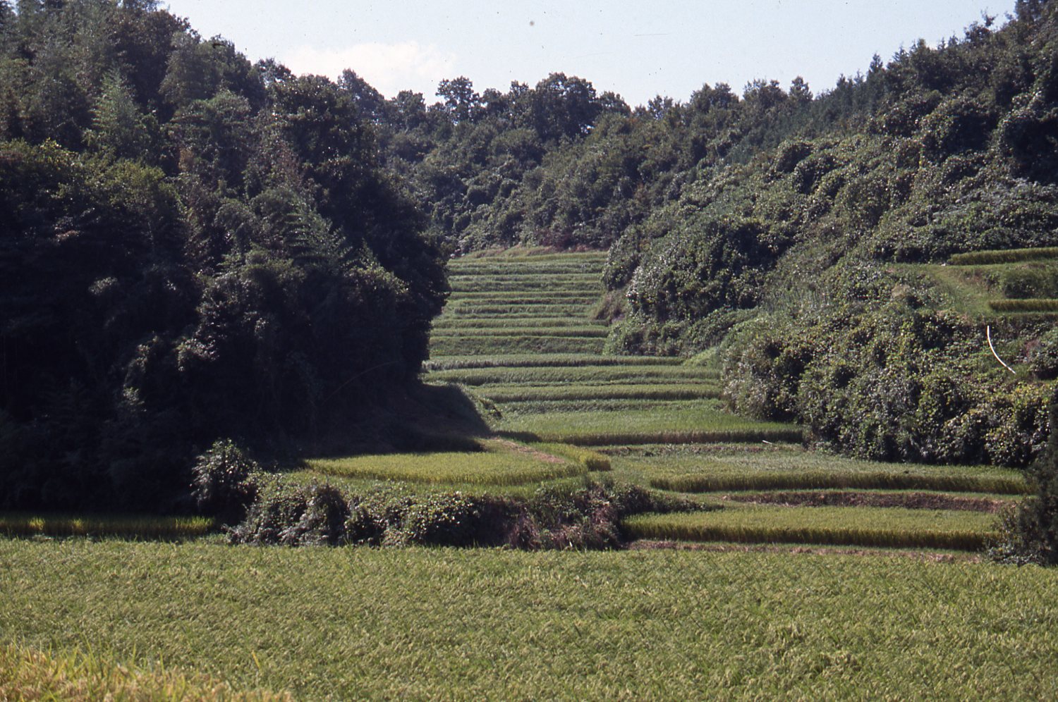 山田錦《農業体験》