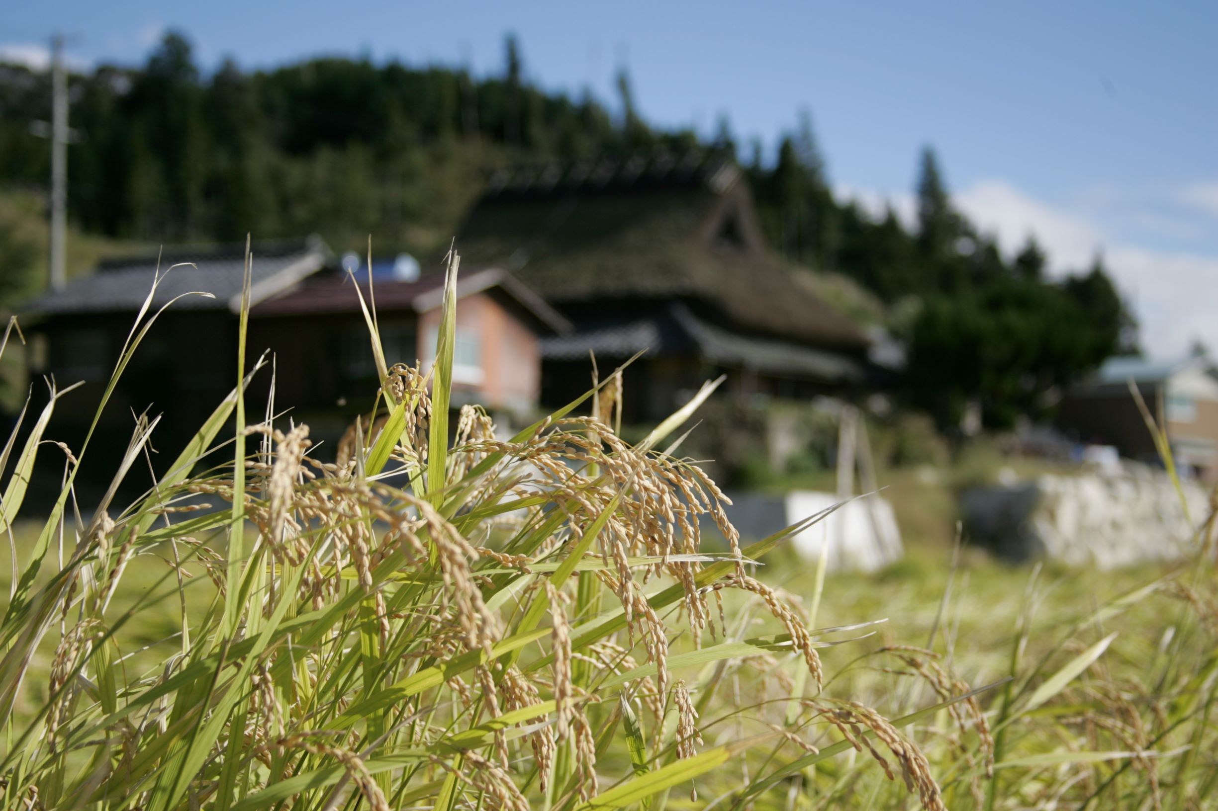 山田錦