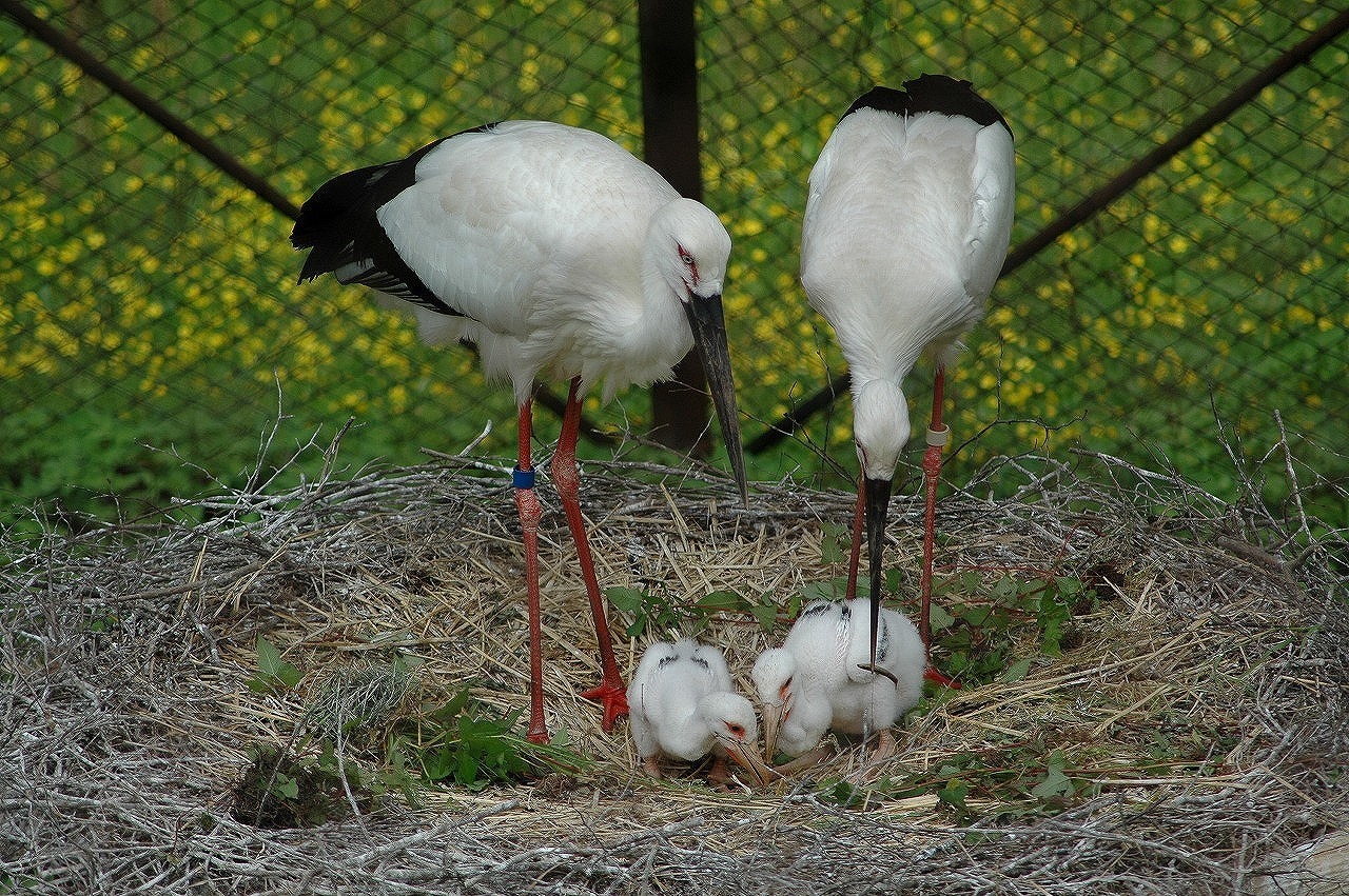 コウノトリ育む郷で
