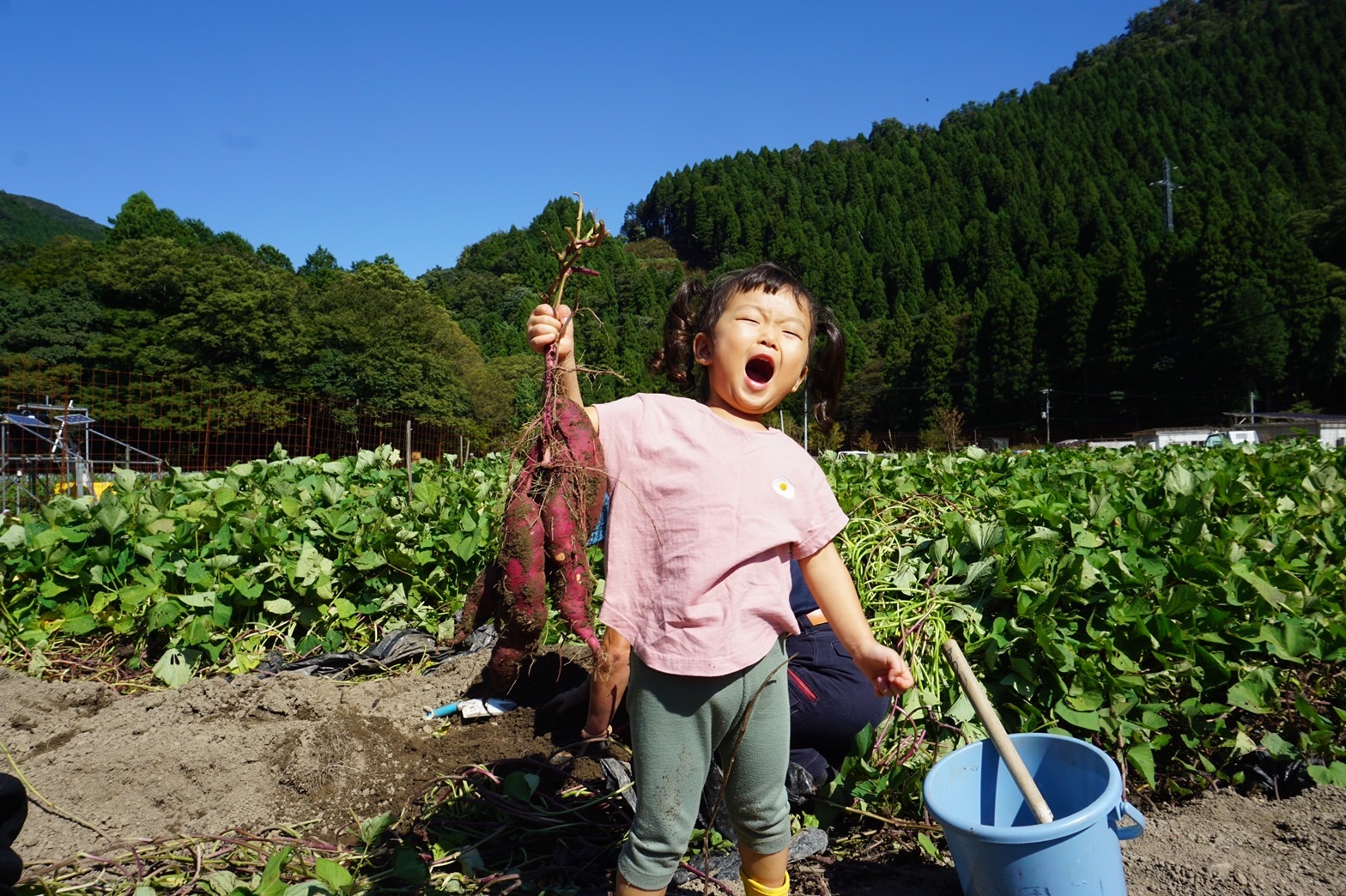 遊べる農園で野菜収穫体験