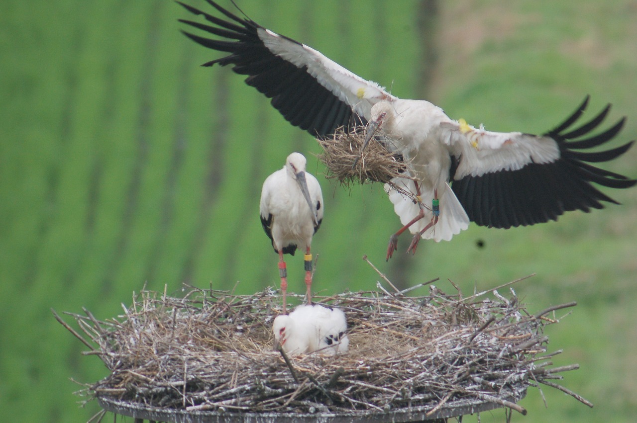 コウノトリの郷公園《観察》