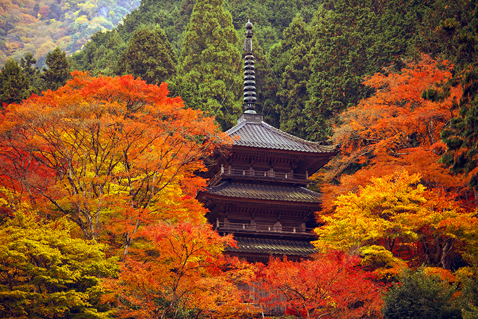 高源寺《紅葉》