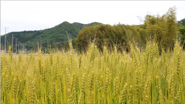 キャンパスは革！ドキドキの姫路の「姫革」色付け体験｜体験してみた